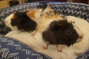 Rescue Abyssinian Guinea Pigs for Adoption in Wellington, Colorado - Stache And Hawk | PetCurious